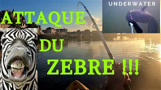 SILURE DE LOIRE AU VIF + IMAGES SUBAQUATIQUES