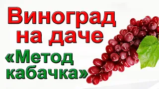 Полив и подкормка винограда БЫСТРО и НАДЁЖНО