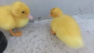 Маленькие утята играют вместе. Милое видео.[Funny ducklings play together.]