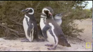 Penguins Cutely Count Selves | National Geographic