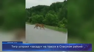 Тигр устроил «засаду» на трассе в Спасском районе