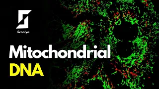 Mitochondrial DNA  || Scoolya ||