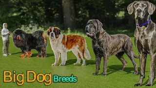 Top 20 Largest Dog Breeds in the World 2023
