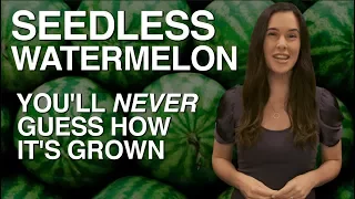 SEEDLESS Watermelon — You'll Never Guess How It's Grown