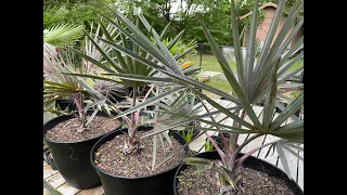 Spring 2024 Silver Bismarck Palm Update | Bismarckia Nobilis