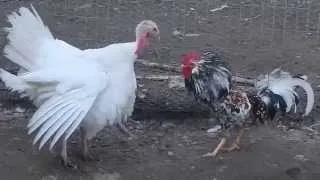 This rooster tried to rape this turkey hen