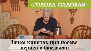 Голова садовая - Зачем кипяток при посеве перцев и баклажан