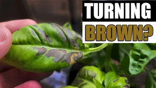 Why Basil Leaves Turn Brown - Garden Quickie Episode 117