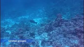 The marine fauna of Sharm el Sheikh part 2