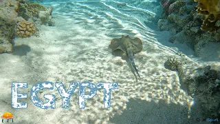 EGYPT 2023 4K -Sinai -Sharm El Sheikh -Ras Mohammed -Tiran Island -Safari -Red Sea Coral Reefs