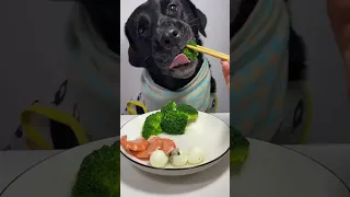 Meu cachorro comendo verduras