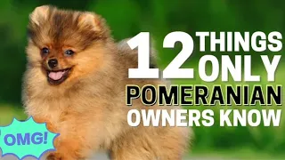 12 things only pomeranian dog onwers understand