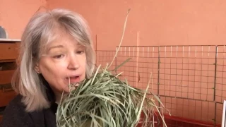 🌾🎍Orchard Hay keeps your rabbit interested in hay🌿