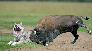 Unbelievable! Super Strength Mother Bison Take Down 100 Wolves To Save Baby Bison, Wolf Hunting Fail