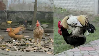 Powerful Rooster who always have energy - Rooster Meet with chicken