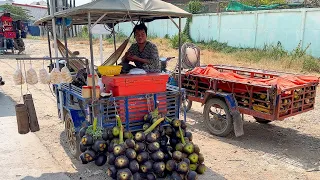 Must Eat! Best Tropical Fruit Collection