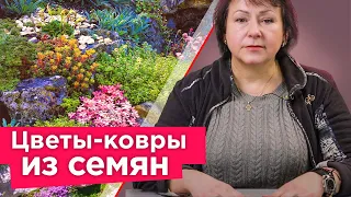 ХОТИТЕ КОВЕР ИЗ ЦВЕТОВ? Просто посейте эти растения! Растут быстро и не требуют особого ухода!