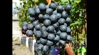 Виноград Кишмиш чёрный. Сезон 2016 (Grapes Kishmish chornyy. Season 2016)