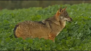 Un paseo entre lobos, Guillena, Sevilla