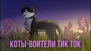 Подборка видео//коты-воители//тик ток//