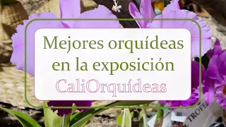 Mejores orquídeas en la exposición CaliOrquídeas | Alma del bosque