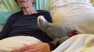 Grieving parrot