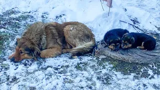 Two hungry puppies shivering in the snow, they don't know why their mom cried