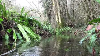 LA SCOLOPENDRE 2, plante de survie des rivières