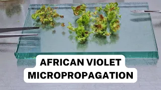 Bosky - African violet micropropagation