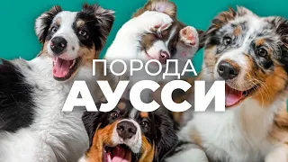 Австралийская овчарка, Аусси 🐾 Все о породе, плюсы и минусы, уход, характер, отзывы, дрессировка🐶