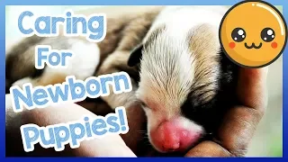 How to Care for Newborn Puppies! Tips and Advice on How to Care for a Newborn Puppy!