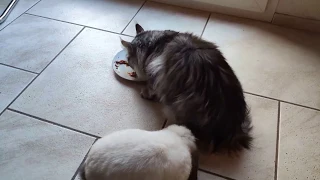 MAINE COON CAT BEING ANNOYED BY A RABBIT WHILE EATING