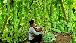 Harvesting Bitter Melon Fruit to sell & Daily Life of a 18-Year-Old Single Mother - Tieu Mai Linh