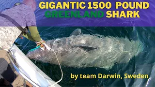 Gigantic 1500 pound Greenland shark - by team Darwin, Sweden