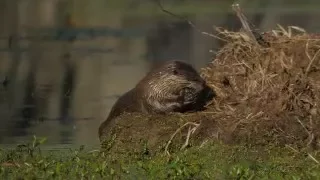 2016-03-05 Otter eats unlucky mud turtle in 4K