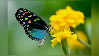 Butterflies Flying# in Slow Motion Hd# Houston#vido #account # Butterfly Museum