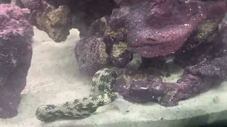 Eel tying itself into knots