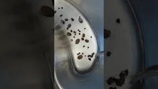 Removing hundreds of ticks from a dog PART 1 #shorts