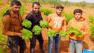 ورق العنب/ثاني قطفة ماشاءالله ياهيك ورق العنب يابلا/فلوق بكرم العنب تابعوا للأخير طبيعة بتاخد العقل