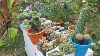 Tour por mis cactus, echeverias y suculentas con nombres - Parte 2