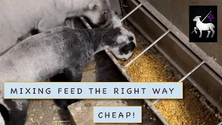 DIY Sheep and Goat Feed | How to Mix Right!