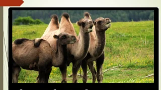 20 научных фактов о верблюдах