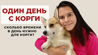 Один день из жизни с собакой | Уход за Корги