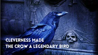 Birds That Fascinate With Their İntelligence: CROWS | Animal Facts