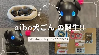 aibo犬ごんの誕生‼︎  開封〜誕生まで… SONY 犬型ロボットaiboエスプレッソエディション【Episode 004】