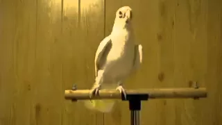 Bird Dances To Willow Smith's - Whip My Hair