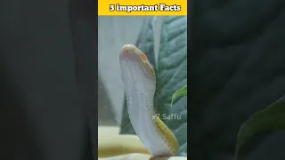 3 Important Facts | #shorts  Body fact  snake facts  brain facts #viral 🔥#trending 🔥🔥 #facts #short