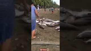 Tuna just landed in the shoreline @Sarangani Bay🙏 #tuna #fishing #fishingvideo #fishinglife