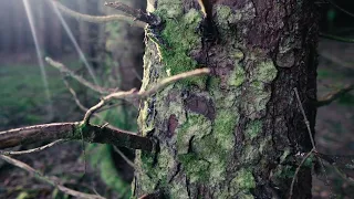 Mossy Forest Cinematic Short Film: Sony ZV-E10 Handheld
