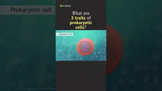 Biology Quiz: 3 traits of prokaryotic cells?